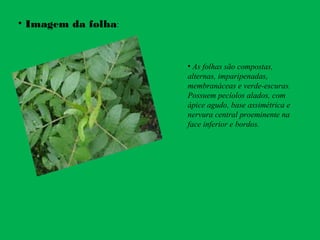 • Imagem da folha:
• As folhas são compostas,
alternas, imparipenadas,
membranáceas e verde-escuras.
Possuem pecíolos alados, com
ápice agudo, base assimétrica e
nervura central proeminente na
face inferior e bordos.
 