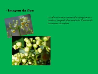 • Imagem da flor:
• As flores branco-amareladas são glabras e
reunidas em panículas terminais. Floresce de
setembro a dezembro.
 