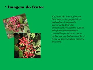 • Imagem do fruto:
•Os frutos são drupas globosas,
lisas, com pericarpo papiráceo-
quebradiço, de coloração
avermelhada. Os frutos
amadurecem de dezembro a junho.
• Os frutos são amplamente
consumidos por pássaros, o que
explica sua ampla disseminação. A
forma de dispersão desta espécie é
zoocórica.
 
