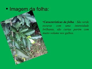 • Imagem da folha:
•Características da folha : São verde
escuras com uma intensidade
brilhante, são curtas porém com
muito volume nos galhos.
 
