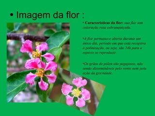 • Imagem da flor :
• Características da flor: sua flor tem
coloração rosa esbranquiçada.
•A flor permanece aberta durante um
único dia, período em que está receptiva
à polinização, ou seja, são 24h para a
espécie se reproduzir.
•Os grãos de pólen são pegajosos, não
sendo dissemináveis pelo vento nem pela
ação da gravidade.
 