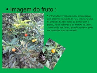• Imagem do fruto :
• O fruto da acerola tem forma arredondada,
com diâmetro variando de 1 a 3 cm ou 3 a 16g.
O tamanho do fruto varia de acordo com a
planta, tratos culturais e do número de frutos.
A coloração dos frutos, quando maduros, pode
ser vermelha, roxa ou amarela.
 