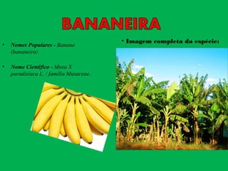 • Nomes Populares - Banana
(bananeira)
• Nome Científico - Musa X
paradisíaca L. / família Musaceae..
• Imagem completa da espécie:
 