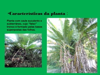 •Características da planta :
Planta com caule suculento e
subterrâneo, cujo "falso"
tronco é formado pelas bases
superpostas das folhas.
 