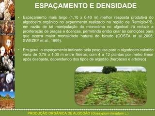 ESPAÇAMENTO E DENSIDADE 
• Espaçamento mais largo (1,10 x 0,40 m) melhor resposta produtiva do 
algodoeiro orgânico no experimento realizado na região de Remígio-PB, 
em razão de tal manipulação do microclima no algodoal irá reduzir a 
proliferação de pragas e doencas, permitindo então criar às condições para 
que ocorra maior mortalidade natural do bicudo (COSTA et al.,2008; 
SWEZEY et al., 1999). 
• Em geral, o espaçamento indicado pela pesquisa para o algodoeiro colorido 
varia de 0,75 a 1,00 m entre fileiras, com 4 a 12 plantas por metro linear 
após desbaste, dependendo dos tipos de algodão (herbáceo e arbóreo) 
 