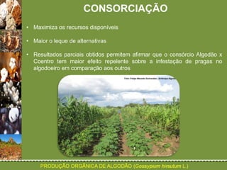 CONSORCIAÇÃO 
• Maximiza os recursos disponíveis 
• Maior o leque de alternativas 
• Resultados parciais obtidos permitem afirmar que o consórcio Algodão x 
Coentro tem maior efeito repelente sobre a infestação de pragas no 
algodoeiro em comparação aos outros 
 