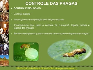 CONTROLE DAS PRAGAS 
 CONTROLE BIOLÓGICO 
• Controle natural 
• Introdução e a manipulação de inimigos naturais 
• Trichogramma spp. (para o controle de curuquerê, lagarta rosada e 
lagarta-das-maçãs) 
• Bacillus thuringiensis (para o controle de curuquerê e lagarta-das-maçãs) 
 