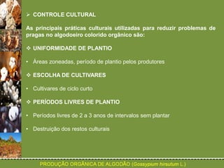  CONTROLE CULTURAL 
As principais práticas culturais utilizadas para reduzir problemas de 
pragas no algodoeiro colorido orgânico são: 
 UNIFORMIDADE DE PLANTIO 
• Áreas zoneadas, período de plantio pelos produtores 
 ESCOLHA DE CULTIVARES 
• Cultivares de ciclo curto 
 PERÍODOS LIVRES DE PLANTIO 
• Períodos livres de 2 a 3 anos de intervalos sem plantar 
• Destruição dos restos culturais 
 
