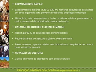  ESPAÇAMENTO AMPLO 
• Espaçamentos maiores (1,10 X 0,40 m) menores populações de plantas 
em seus algodoais para prevenir a infestação de pragas e doenças 
• Microclima, alta temperatura e baixa umidade relativa promovem um 
maior percentual de mortalidade natural do bicudo 
 CATAÇÃO DE BOTÕES FLORAIS E MAÇÃS 
• Reduz até 60 % as pulverizações com inseticidas 
• Pequenas áreas de algodão orgânico, coleta semanal 
• Áreas maiores, apenas coletar nas bordaduras, frequência de uma a 
duas vezes por semana 
 ROTAÇÃO DE CULTURA 
• Cultivo alternado do algodoeiro com outras culturas 
 