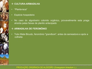  CULTURA-ARMADILHA 
• “Planta-isca“ 
• Espécie hospedeira 
• No caso do algodoeiro colorido orgânico, provavelmente esta praga 
atraída pelas faixas de plantio antecipado 
 ARMADILHA DE FEROMÔNIO 
• Tubo Mata Bicudo, feromônio "grandlure", antes da semeadura e após a 
colheita 
 