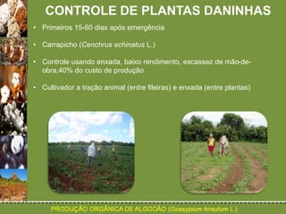 CONTROLE DE PLANTAS DANINHAS 
• Primeiros 15-60 dias após emergência 
• Carrapicho (Cenchrus echinatus L.) 
• Controle usando enxada, baixo rendimento, escassez de mão-de-obra, 
40% do custo de produção 
• Cultivador a tração animal (entre fileiras) e enxada (entre plantas) 
 