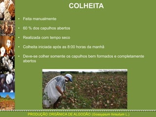 COLHEITA 
• Feita manualmente 
• 60 % dos capulhos abertos 
• Realizada com tempo seco 
• Colheita iniciada após as 8:00 horas da manhã 
• Deve-se colher somente os capulhos bem formados e completamente 
abertos 
 
