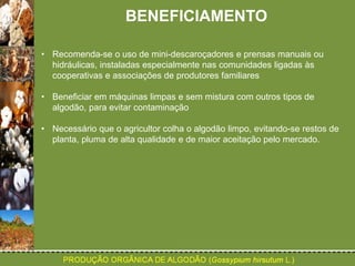 BENEFICIAMENTO 
• Recomenda-se o uso de mini-descaroçadores e prensas manuais ou 
hidráulicas, instaladas especialmente nas comunidades ligadas às 
cooperativas e associações de produtores familiares 
• Beneficiar em máquinas limpas e sem mistura com outros tipos de 
algodão, para evitar contaminação 
• Necessário que o agricultor colha o algodão limpo, evitando-se restos de 
planta, pluma de alta qualidade e de maior aceitação pelo mercado. 
 