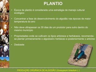 PLANTIO 
• Época de plantio é considerada uma estratégia de manejo cultural 
ecológico 
• Concentrar a fase de desenvolvimento do algodão nas épocas de maior 
temperatura do ano 
• Não deve ultrapassar os 30 dias de um produtor para outro dentro do 
mesmo município 
• Propriedades onde se cultivam os tipos arbóreos e herbáceos, recomenda-se 
plantar primeiramente o algodoeiro herbáceo e posteriormente o arbóreo 
• Desbaste 
 