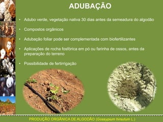ADUBAÇÃO 
• Adubo verde, vegetação nativa 30 dias antes da semeadura do algodão 
• Compostos orgânicos 
• Adubação foliar pode ser complementada com biofertilizantes 
• Aplicações de rocha fosfórica em pó ou farinha de ossos, antes da 
preparação do terreno 
• Possibilidade de fertirrigação 
 