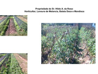 Propriedade do Sr. Hildo A. da Rosa:
Horticultor, Lavoura de Melancia, Batata Doce e Mandioca
 
