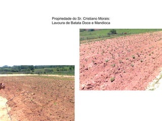 Propriedade do Sr. Cristiano Morais:
Lavoura de Batata Doce e Mandioca
 