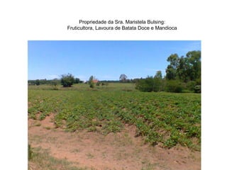 Propriedade da Sra. Maristela Bulsing:
Fruticultora, Lavoura de Batata Doce e Mandioca
 