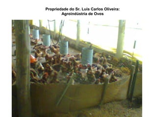 Propriedade do Sr. Luis Carlos Oliveira:
Agroindústria de Ovos
 