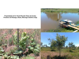 Propriedade do Sr. Paulo Ricardo Vieira da Cunha:
Produtor de Pêssego, Nozes, Moranga Cabotiá e Soja
 