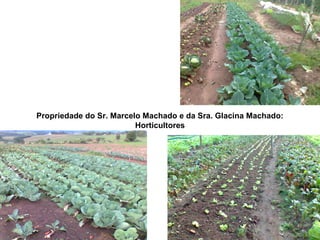 Propriedade do Sr. Marcelo Machado e da Sra. Glacina Machado:
Horticultores
 