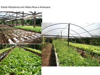 Estufa Hidropônica com Alface Roxa e Americana
 