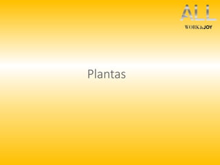 Plantas 
 