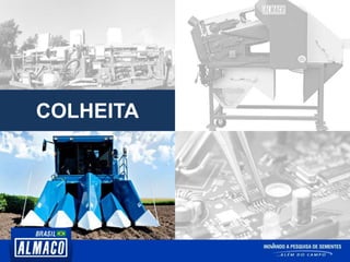 COLHEITA
 