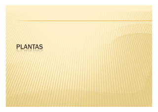 PLANTAS
 