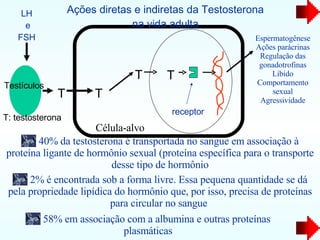 T Testículos T T T Espermatogênese Ações parácrinas Regulação das gonadotrofinas Libido Comportamento sexual Agressividade Ações diretas e indiretas da Testosterona na vida adulta LH e FSH Célula-alvo receptor T: testosterona 40 % da testosterona é transportada no sangue em associação à proteína ligante de hormônio sexual (proteína específica para o transporte desse tipo de hormônio 2 % é encontrada sob a forma livre. Essa pequena quantidade se dá pela propriedade lipídica do hormônio que, por isso, precisa de proteínas para circular no sangue  58 % em associação com a albumina e outras proteínas plasmáticas 