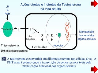 T Testículos T DH 5  -Reductase DH Ações diretas e indiretas da Testosterona na vida adulta LH e FSH Manutenção funcional dos órgãos sexuais Célula-alvo receptor T: testosterona; DH: diidrotestosterona A testosterona é convertida em diidrotestosterona nas células-alvo.  A DHT atuará promovendo a transcrição de genes responsáveis pela manutenção funcional dos órgãos sexuais 