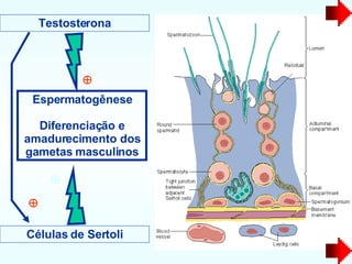Espermatogênese Diferenciação e amadurecimento dos gametas masculinos Testosterona  Células de Sertoli   