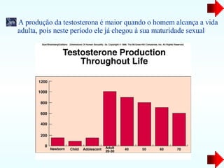 A produção da testosterona é maior quando o homem alcança a vida adulta, pois neste período ele já chegou à sua maturidade sexual  