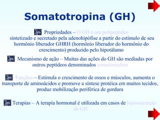 Somatotropina (GH) Propriedades –  O GH é um  polipeptídeo  sintetizado e secretado pela adenohipófise  a partir do estímulo de seu hormônio liberador GHRH (hormônio liberador do hormônio do crescimento) produzido pelo hipotálamo Mecanismo de ação – Muitas das ações do GH são mediadas por outros peptídeos denominados  somatomedina Funções  – Estimula o crescimento de ossos e músculos, aumenta o transporte de aminoácidos e promove a síntese protéica em muitos tecidos, produz mobilização periférica de gordura Terapias – A terapia hormonal é utilizada em casos de  hipossecreção  de GH 