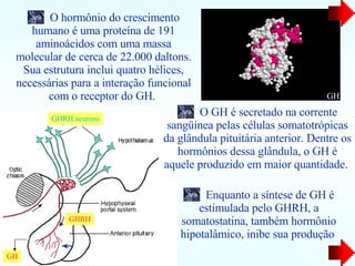 O hormônio do crescimento humano é uma proteína de 191 aminoácidos com uma massa molecular de cerca de 22.000 daltons. Sua estrutura inclui quatro hélices, necessárias para a interação funcional com o receptor do GH.  GHRH neurons GHRH GH Enquanto a síntese de GH é estimulada pelo GHRH, a somatostatina, também hormônio hipotalâmico, inibe sua produção  O GH é secretado na corrente sangüínea pelas células somatotrópicas da glândula pituitária anterior. Dentre os hormônios dessa glândula, o GH é aquele produzido em maior quantidade.  GH 