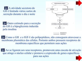 A atividade secretora do GH é limitada vários surtos de secreção durante o dia e noite  Outro estímulo para a secreção do GH é a hipoglicemia induzida pela insulina  Como o GH  e o IGF-I são polipeptídeos, não conseguem atravessar a membrana plasmática das células. Portanto ambos possuem receptores de membrana específicos que permitem suas ações Ao se ligarem aos seus receptores, promovem uma cascata de ativação que atinge o núcleo celular e promove a expressão de genes específicos para sua ações 