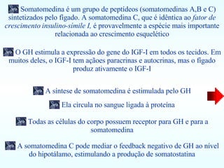 Todas as células do corpo possuem receptor para GH e para a somatomedina Somatomedina é um grupo de peptídeos (somatomedinas A,B e C) sintetizados pelo fígado. A somatomedina C, que é idêntica ao  fator de crescimento insulino-símile I,  é provavelmente a espécie mais importante relacionada ao crescimento esquelético A síntese de somatomedina é estimulada pelo GH Ela circula no sangue ligada à proteína A somatomedina C pode mediar o feedback negativo de GH ao nível do hipotálamo, estimulando a produção de somatostatina O GH estimula a expressão do gene do IGF-I em todos os tecidos. Em muitos deles, o IGF-I tem açãoes paracrinas e autocrinas, mas o fígado produz ativamente o IGF-I 