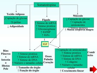 Somatotropina Tecido Adiposo ↓ Captação de glicose ↑ Lipólise ↓   Adiposidade Fígado ↑   Síntese de mRNA ↑   Síntese protéica ↑   Gliconeogênese ↑   IGFBP ↑   IGFs ↓   Captação de glicose ↑   Captação de aminoácidos ↑   Síntese protéica ↑   Síntese protéica ↑   Síntese de mRNA ↑   Síntese de DNA ↑   Número e tamanho celular ↑   Captação de aminoácidos ↑   Síntese protéica ↑   Síntese de mRNA ↑   Síntese de DNA ↑   Colágeno ↑   Número e tamanho celular Músculo ↑   Massa corpórea magra ↑   Tamanho do órgão ↑   Função do órgão ↑   Crescimento linear Rins Pâncreas Intestino Ilhotas Pele Ossos Pulmão Coração Condrócito IGF 