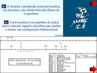 A Insulina é produzida como pró-insulina, seu precursor, nas células beta das ilhotas de Langerhans A pró-insulina é um peptídeo de cadeia única contendo ligações dissulfeto que ajudam a manter sua configuração tridimensional Insulina 