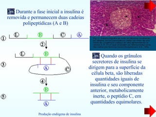 Durante a fase inicial a insulina é removida e permanecem duas cadeias polipeptídicas (A e B) Quando os grânulos secretores de insulina se dirigem para a superfície da célula beta, são liberadas quantidades iguais de insulina e seu componente anterior, metabolicamente inerte, o peptídio C, em quantidades equimolares.  Produção endógena de insulina 
