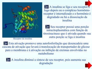 A insulina se liga e seu receptor e logo depois ou o complexo hormônio-receptor é internalizado e o hormônio é degradado ou há a dissociação da insulina A insulina diminui a síntese de seu receptor, pois aumenta sua degradação Seu receptor possui uma porção intracitoplasmática com função de tirosinacinase que é ativada quando sua outra porção se liga à insulina Esta ativação promove uma autofosforilação que desencadeia uma cascata de ativação que levará à translocação do transportador de glicose para a membrana e à ativação ou inibição de enzimas envolvidas no metabolismo Receptor da insulina 