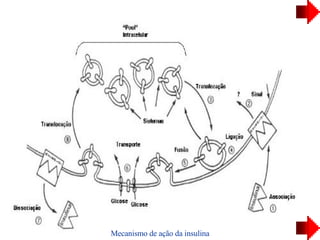 Mecanismo de ação da insulina 