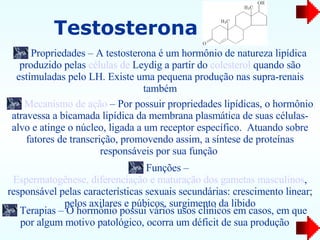 Testosterona Propriedades – A testosterona é um hormônio de natureza lipídica produzido pelas  células de  Leydig  a partir do  colesterol  quando são estimuladas pelo LH. Existe uma pequena produção nas supra-renais também Mecanismo de ação  – Por possuir propriedades lipídicas, o hormônio atravessa a bicamada lipídica da membrana plasmática de suas células-alvo e atinge o núcleo, ligada a um receptor específico.  Atuando sobre fatores de transcrição, promovendo assim, a síntese de proteínas responsáveis por sua função  Funções –  Espermatogênese, diferenciação e maturação dos gametas masculinos , responsável pelas características sexuais secundárias: crescimento linear; pelos axilares e púbicos, surgimento da libido Terapias – O hormônio possui vários usos clínicos em casos, em que por algum motivo patológico, ocorra um déficit de sua produção 