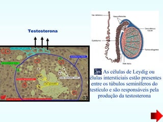 As células de Leydig ou células intersticiais estão presentes entre os túbulos seminíferos do testículo e são responsáveis pela produção da testosterona Testosterona 