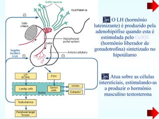 O LH (hormônio luteinizante) é produzido pela adenohipófise quando esta é estimulada pelo  GnRH  (hormônio liberador de gonadotrofina) sintetizado no hipotálamo Atua sobre as células intersticiais, estimulando-as a produzir o hormônio masculino testosterona 