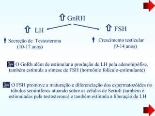    LH    GnRH    FSH    Crescimento testicular  (9-14 anos)  Secreção de  Testosterona (10-17 anos) O GnRh além de estimular a produção de LH pela adenohipófise, também estimula a síntese de FSH (hormônio folículo-estimulante)  O FSH promove a maturação e diferenciação dos espermatozóides no túbulos seminíferos atuando sobre as células de Sertoli (também é estimuladas pela testosterona) e também estimula a liberação de LH 