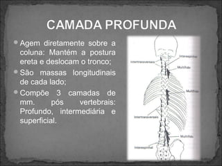 Agem diretamente sobre a

coluna: Mantém a postura
ereta e deslocam o tronco;
São massas longitudinais
de cada lado;
Compõe 3 camadas de
mm.
pós
vertebrais:
Profundo, intermediária e
superficial.

 