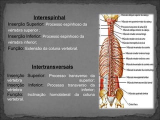 Interespinhal
Inserção Superior: Processo espinhoso da
vértebra superior ;

Inserção Inferior: Processo espinhoso da
vértebra inferior;

Função: Extensão da coluna vertebral.

Intertransversais
Inserção Superior: Processo transverso da
vértebra

superior;
Inserção Inferior: Processo transverso da
vértebra
inferior;
Função: Inclinação homolateral da coluna
vertebral.

 