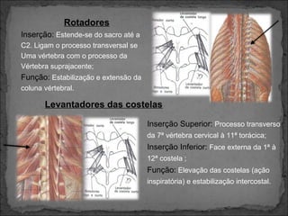 Rotadores
Inserção: Estende-se do sacro até a
C2. Ligam o processo transversal se
Uma vértebra com o processo da
Vértebra suprajacente;

Função: Estabilização e extensão da
coluna vértebral.

Levantadores das costelas
Inserção Superior: Processo transverso
da 7ª vértebra cervical à 11ª torácica;

Inserção Inferior: Face externa da 1ª à
12ª costela ;

Função: Elevação das costelas (ação
inspiratória) e estabilização intercostal.

 