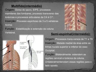 Multífido(intermédio)
Origem: Dorso do sacro, EIPS, processos
mamilares das lombares, processo transverso das
torácicas e processos articulares da C4 à C7 ;

Inserção: Processo espinhoso de 3 a 5 vértebras
Acima;

Função: Estabilização e extensão da coluna
Vertebral.

Semi-espinhal(intermédio):
Origem: Processos trans-versos de T1 a T6
Inserção: Metade medial da área entre as
linhas nucais superior e inferior do osso
Occipital;

Função: Bilateralmente: estendem as
regiões cervical e torácica da coluna.
Unilateralmenterodam essas regiões para o
lado oposto.

 
